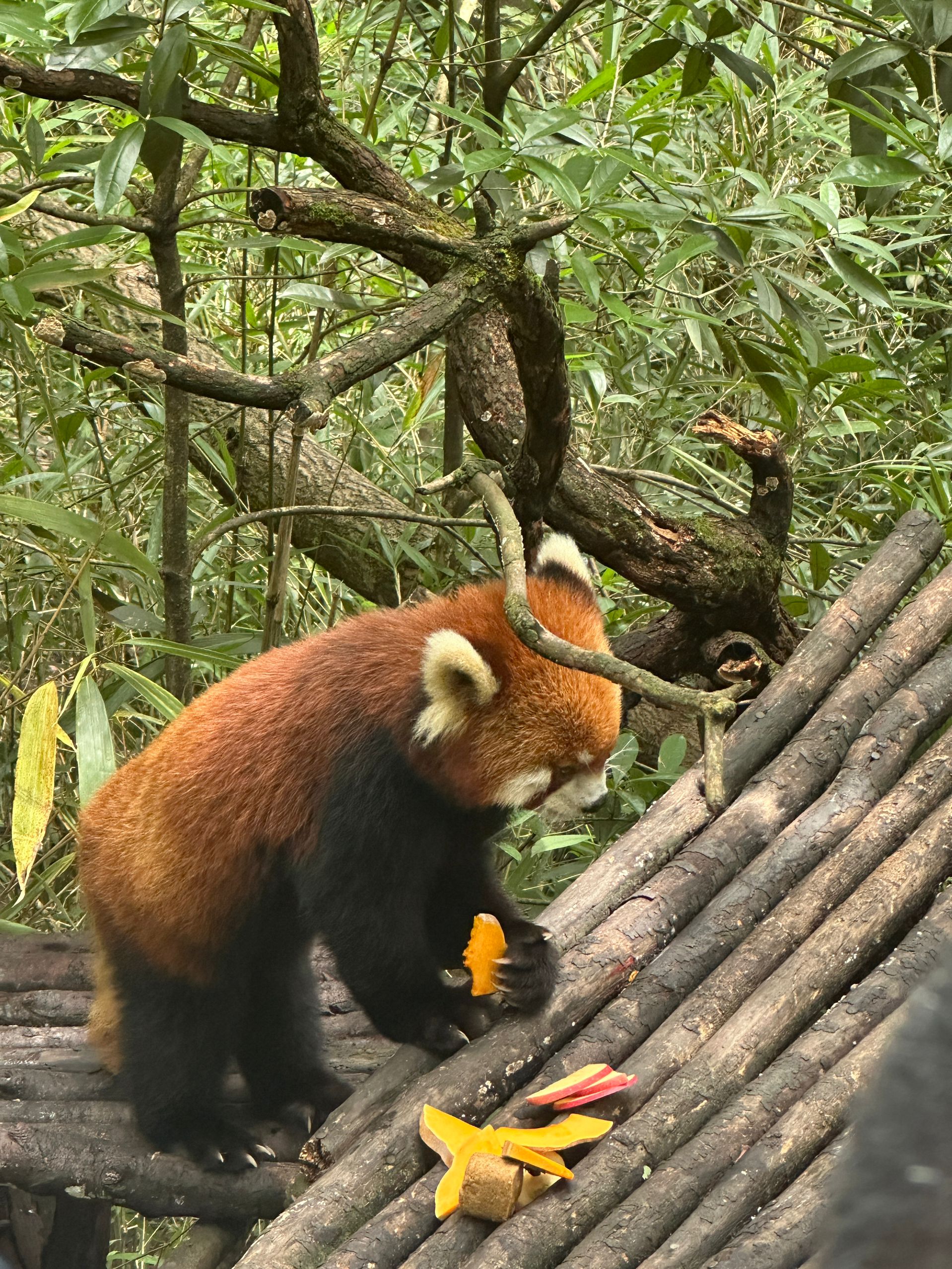 朋友约去熊猫谷玩，小熊猫可爱捏